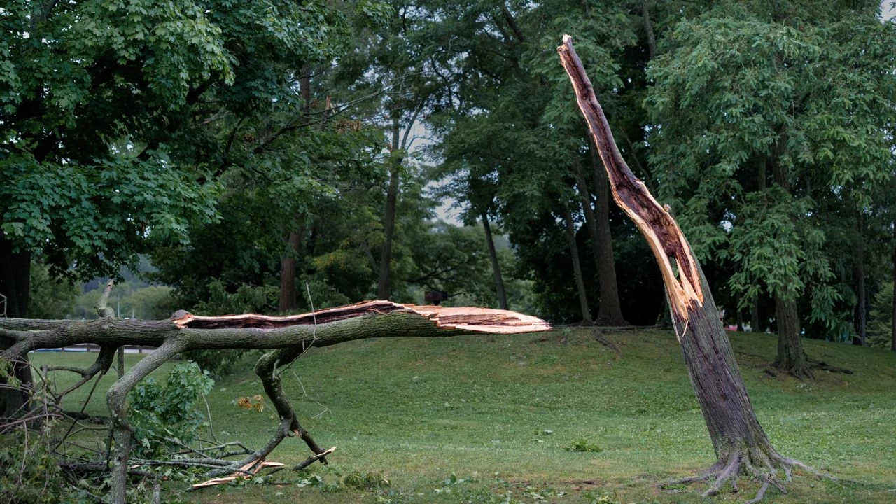 A Tree That Wasn't Mine Cost Me $3,150 I Didn't Legally Owe
